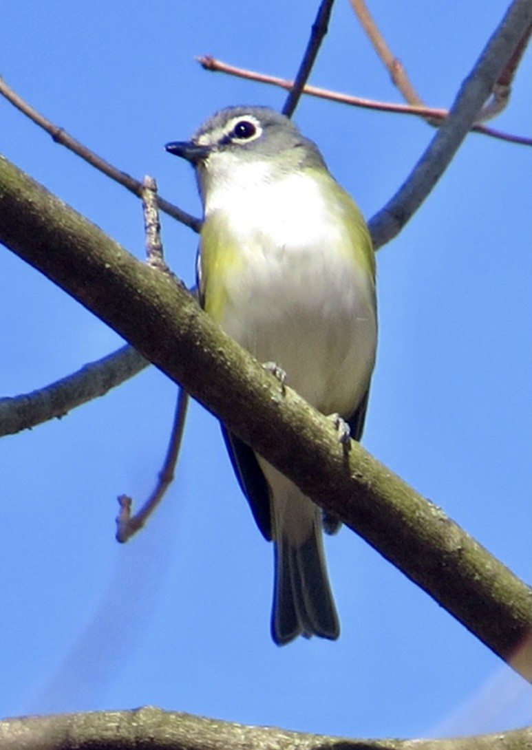 Mavi Başlı Vireo - ML322484541