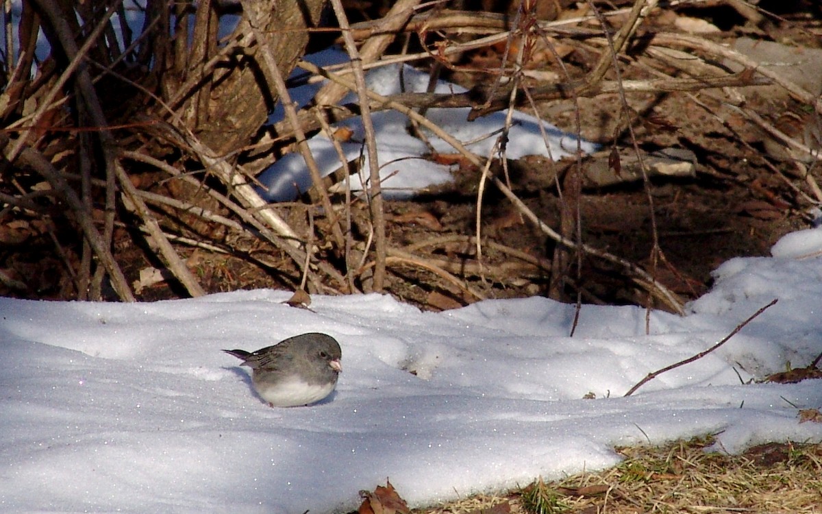 Dark-eyed Junco - Martine Giroux