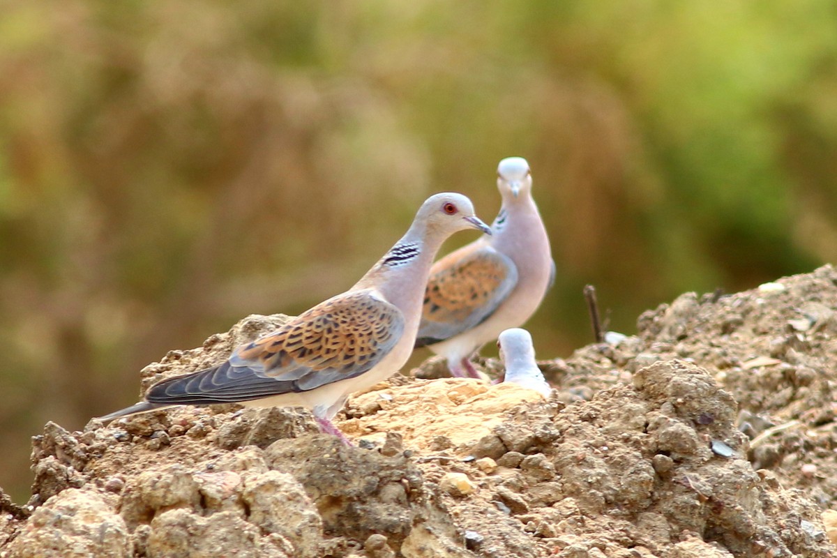 European Turtle-Dove - Alexandre Hespanhol Leitão