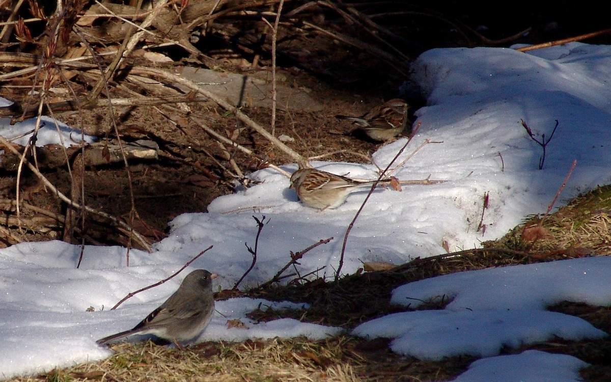 Dark-eyed Junco - Martine Giroux