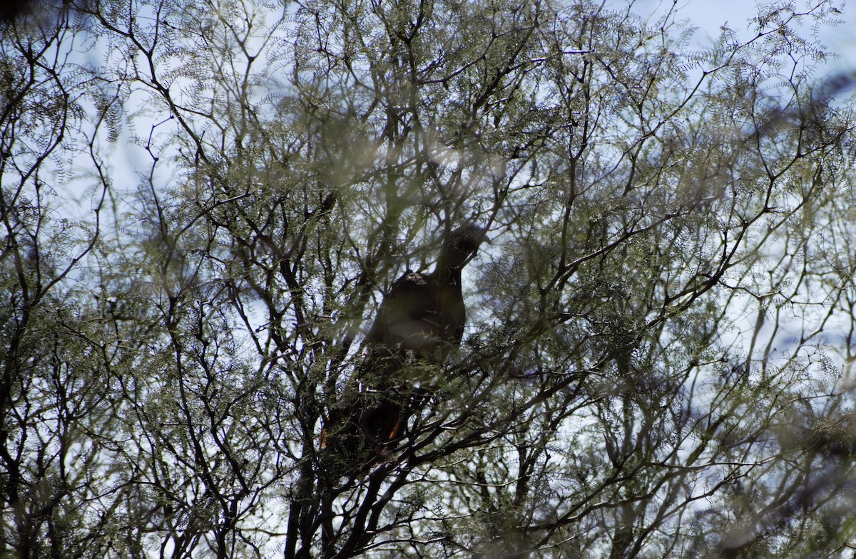 Chaco Chachalaca - German Biermann