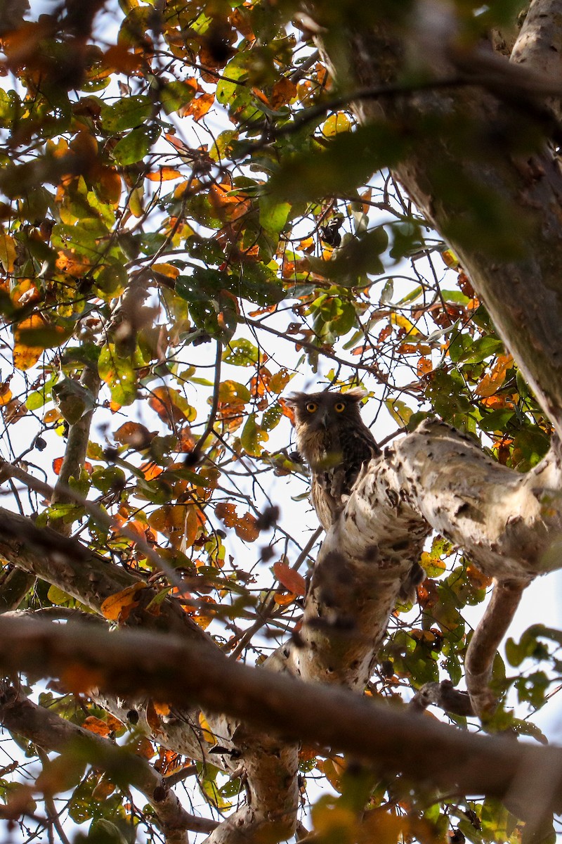 Brown Fish-Owl - ML322487961