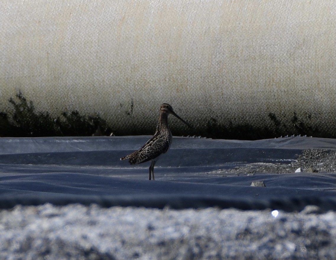 Wilson's Snipe - ML322490731