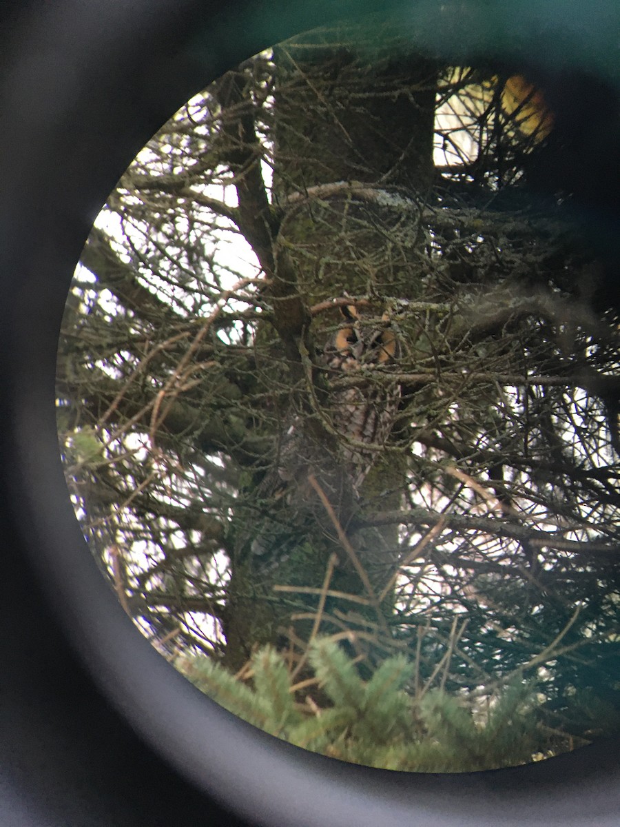 Long-eared Owl - ML322491211