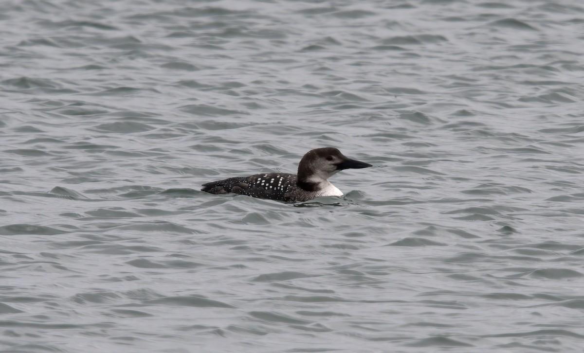 Common Loon - ML322491221