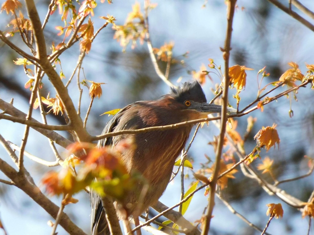 Green Heron - ML322493461