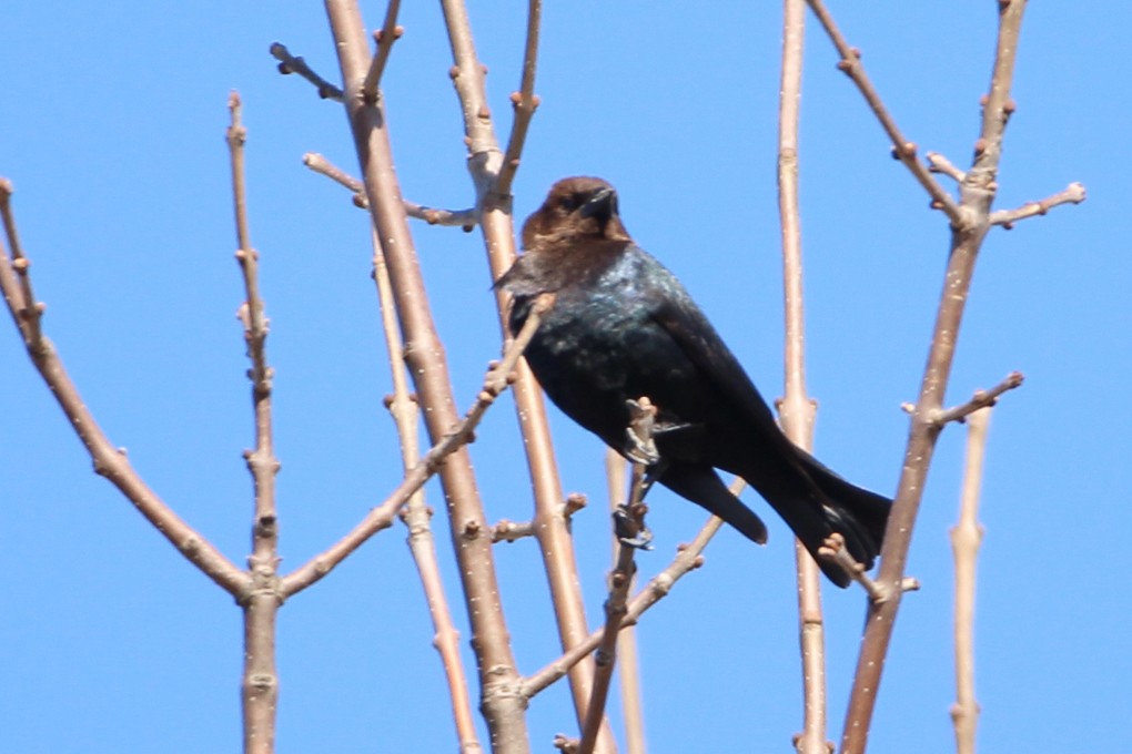 Brown-headed Cowbird - ML322495401