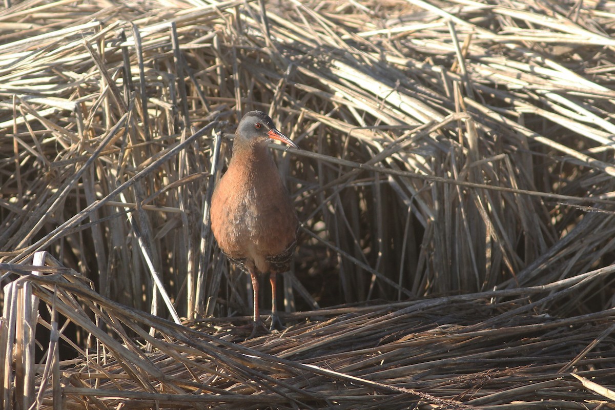 Virginia Rail - Timothy P. Jones