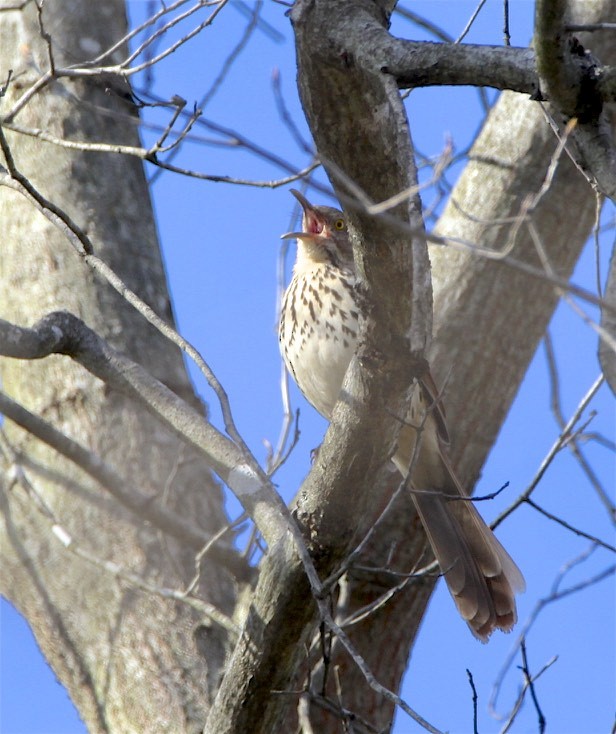 Brown Thrasher - ML322495821