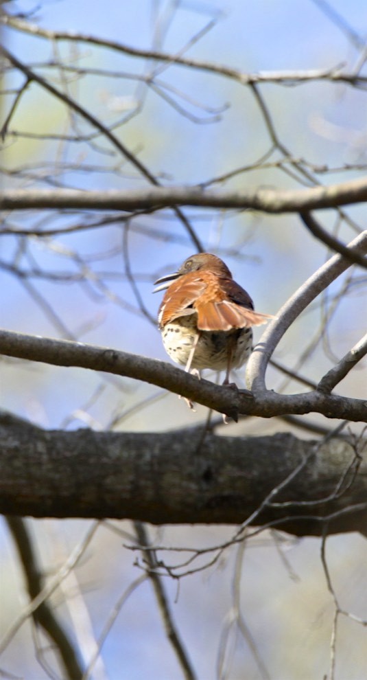 Brown Thrasher - ML322495851