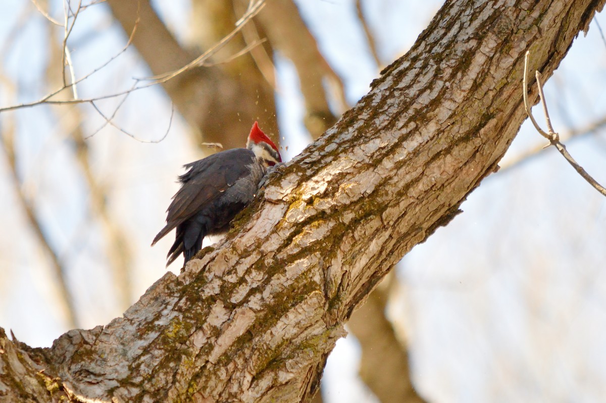 Pileated Woodpecker - ML322496741