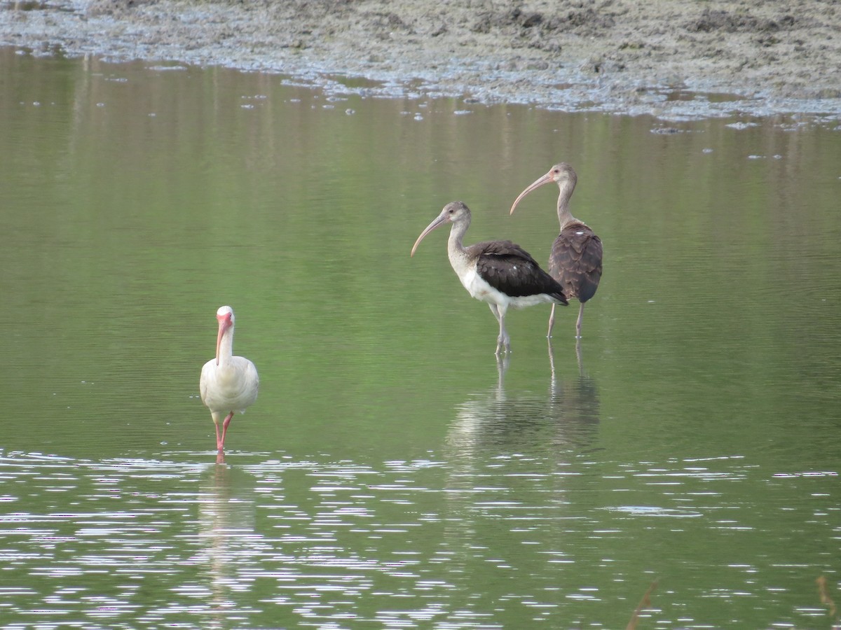 White Ibis - ML32249721