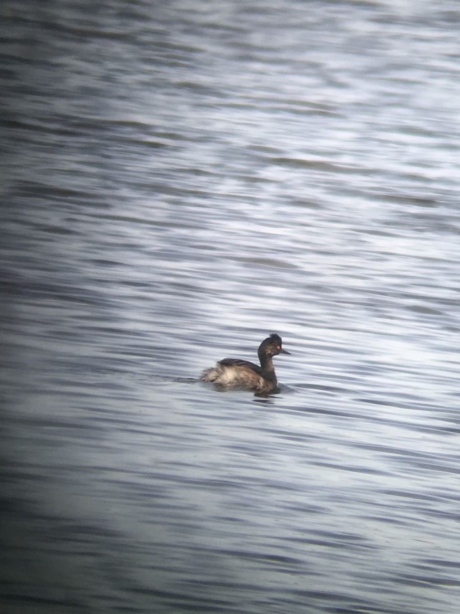 Eared Grebe - ML322497671