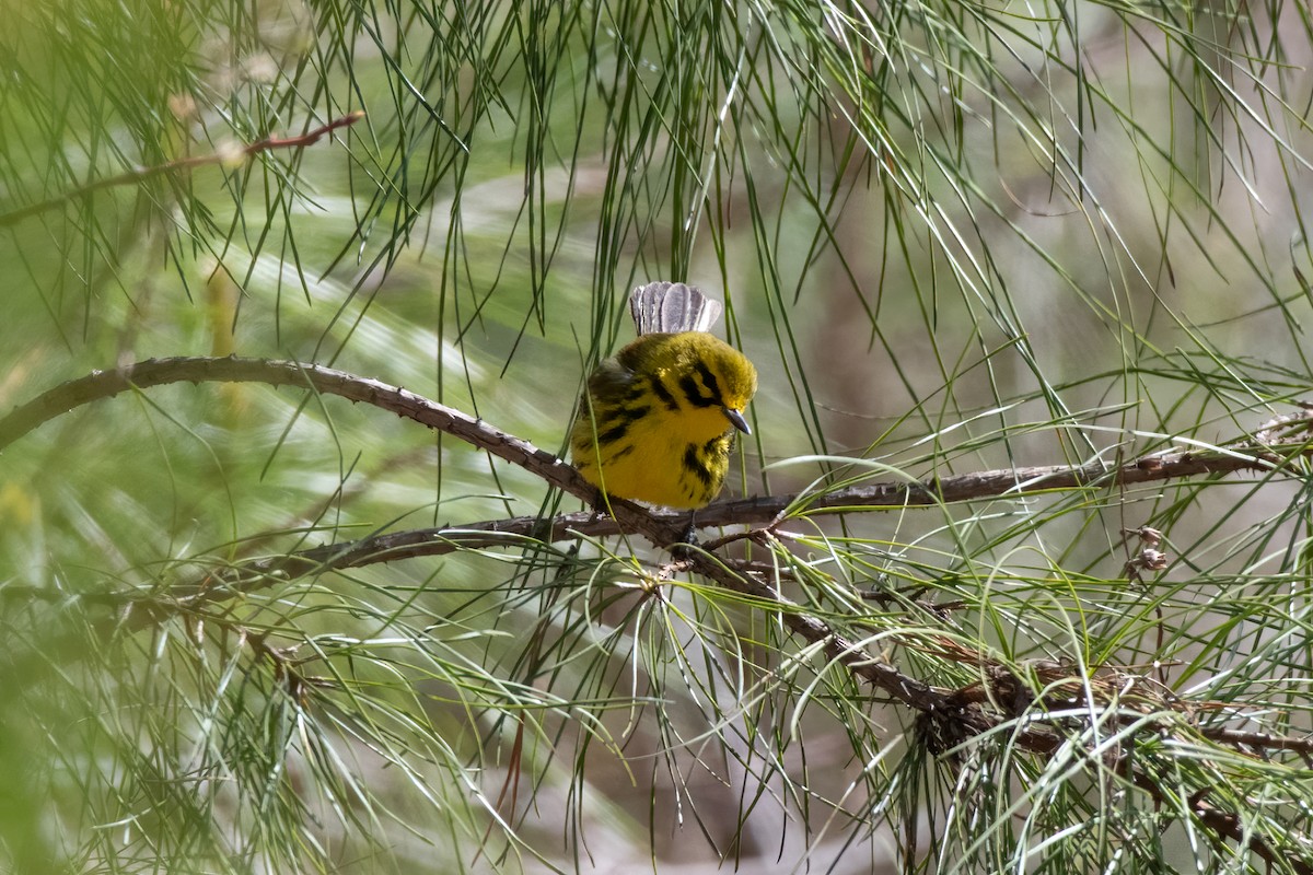 Prairie Warbler - ML322498021