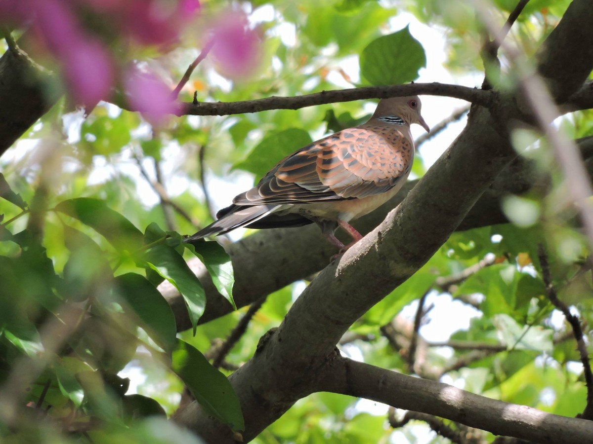 Oriental Turtle-Dove - ML32249821