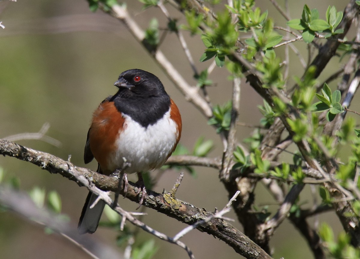 Eastern Towhee - ML322498451