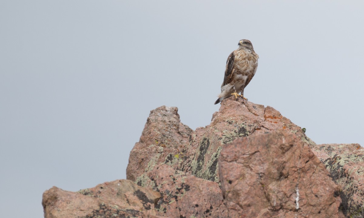 Ferruginous Hawk - Chris Wood