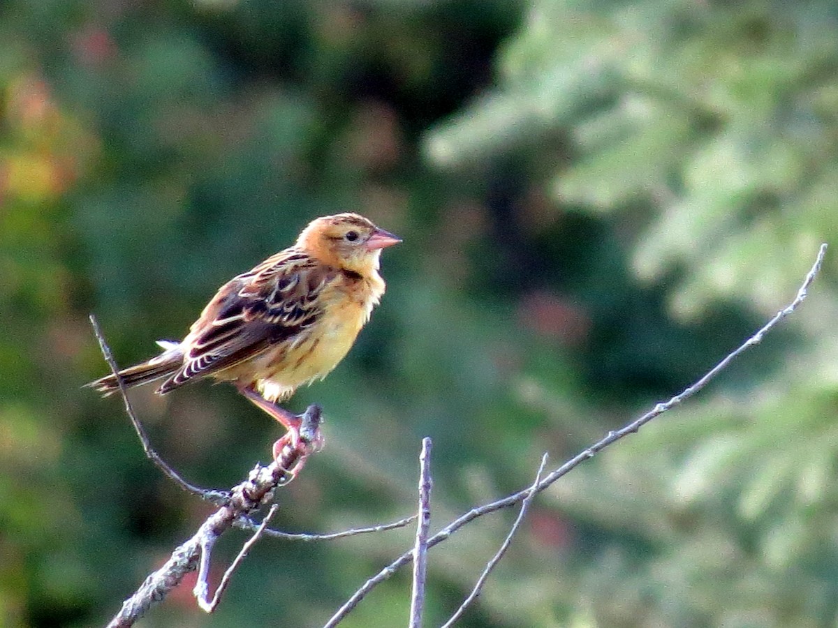 bobolink americký - ML32249981