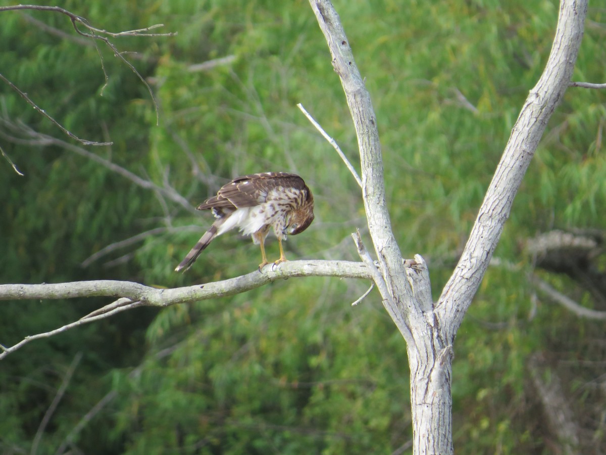 Cooper's Hawk - ML32250171