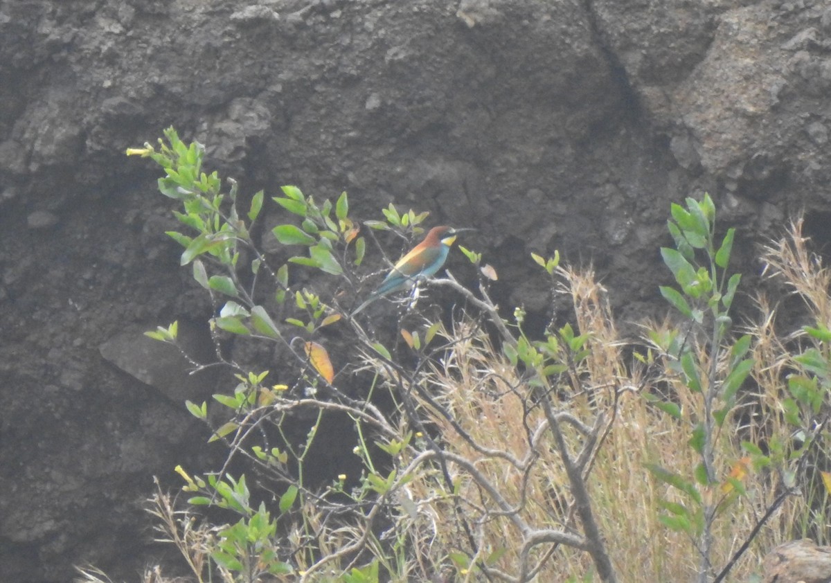 Шарга зөгийч - ML322502111