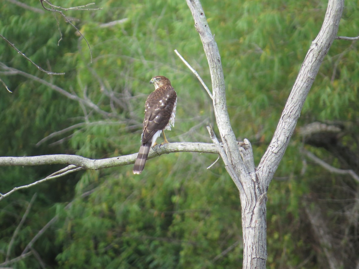 Cooper's Hawk - ML32250231