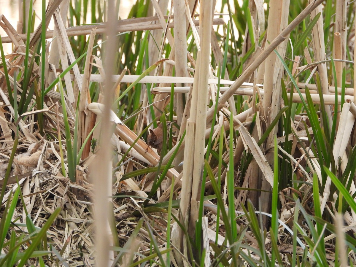 střízlík obecný (ssp. indigenus) - ML322502311