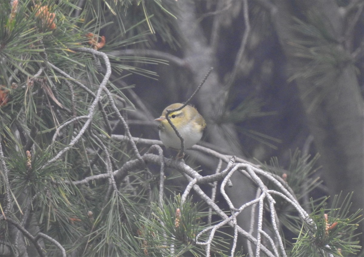 Тарчигнаа дууч шувуу - ML322502471