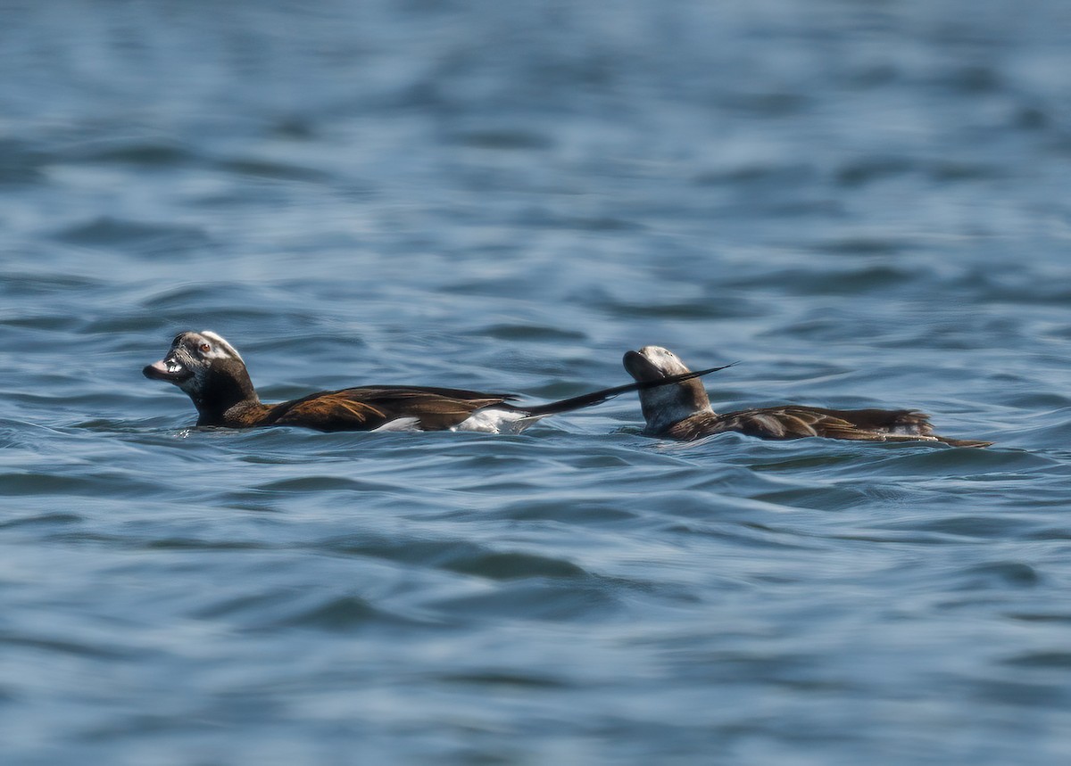 Long-tailed Duck - ML322502901