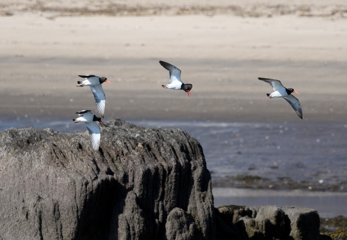 American Oystercatcher - ML322503061