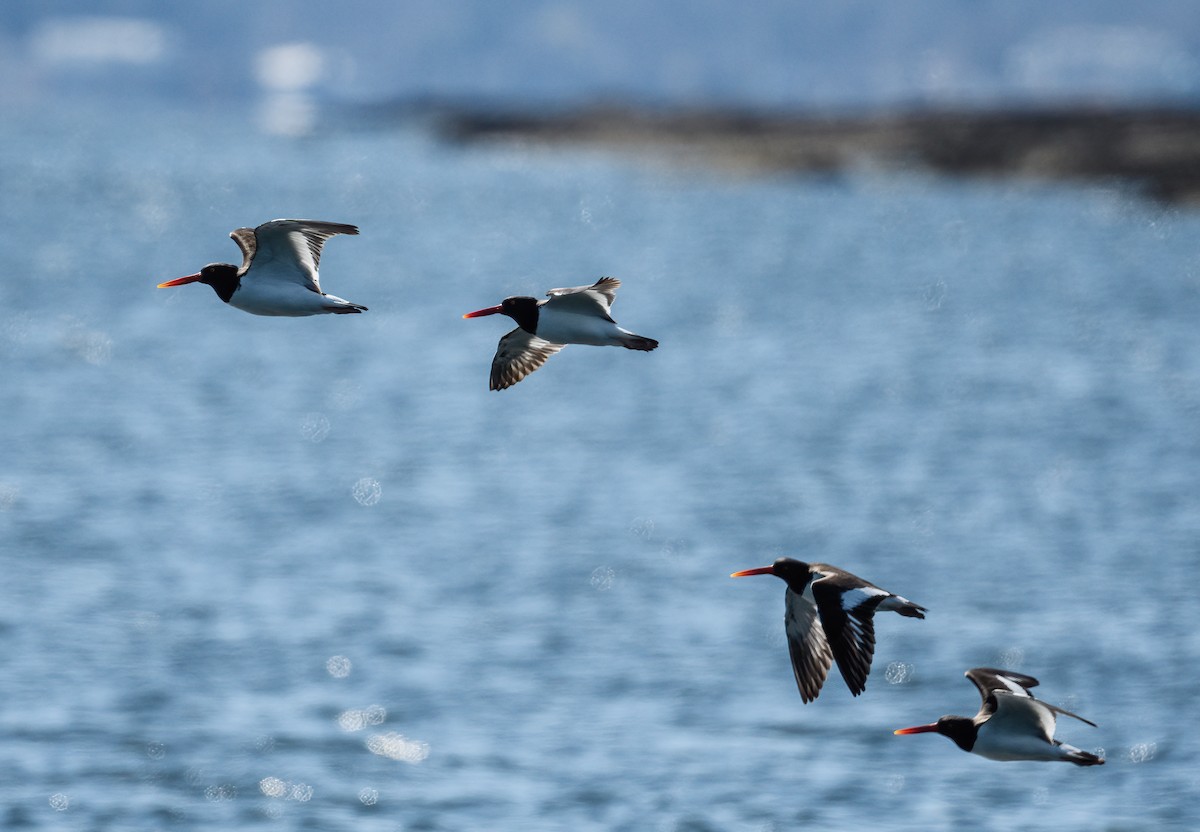 American Oystercatcher - ML322503081