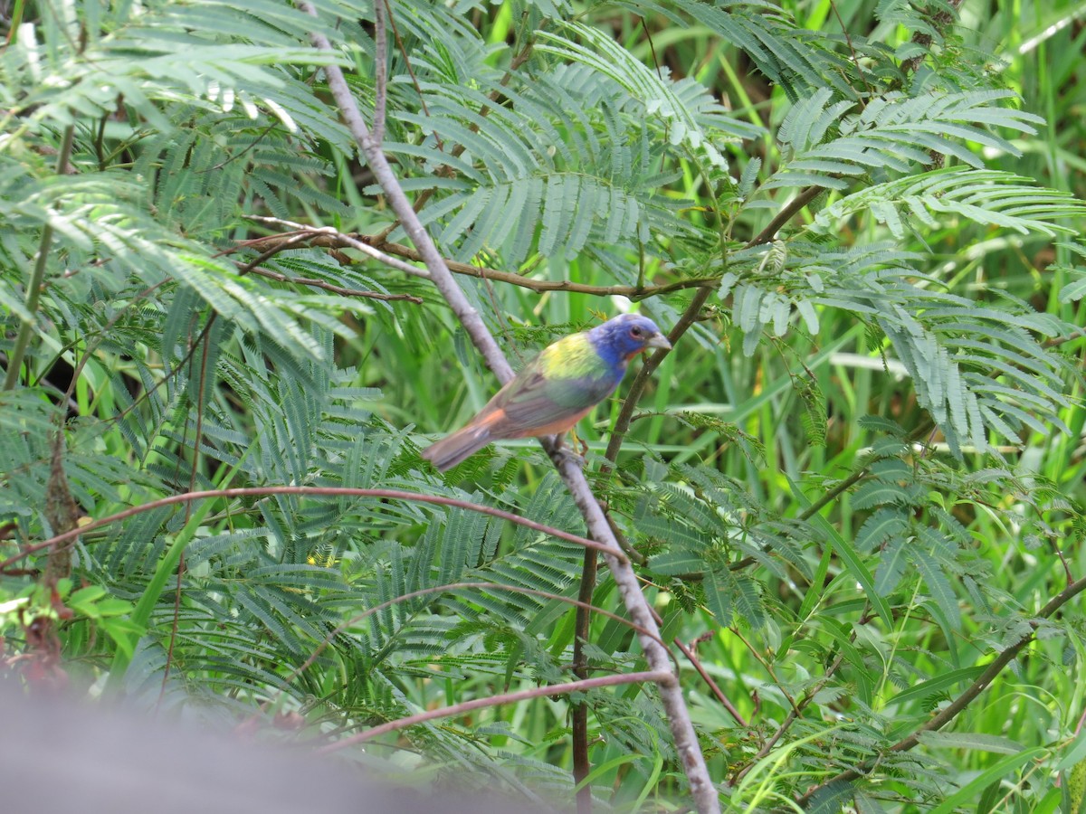 Painted Bunting - ML32250361