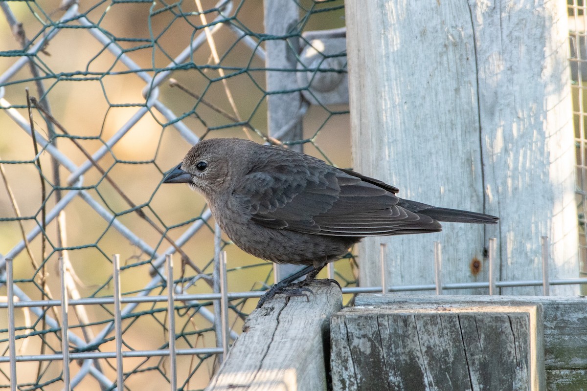 Brown-headed Cowbird - ML322504611