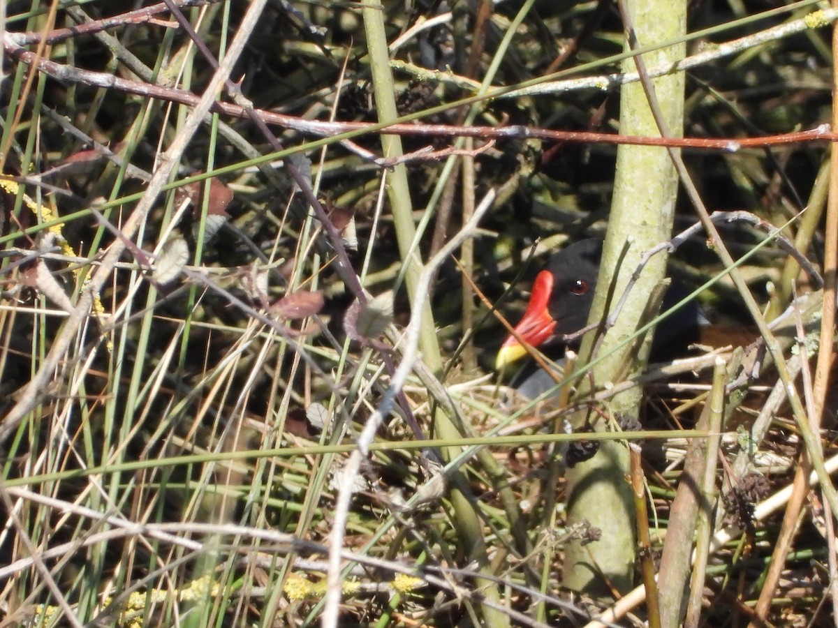 Eurasian Moorhen - ML322504761