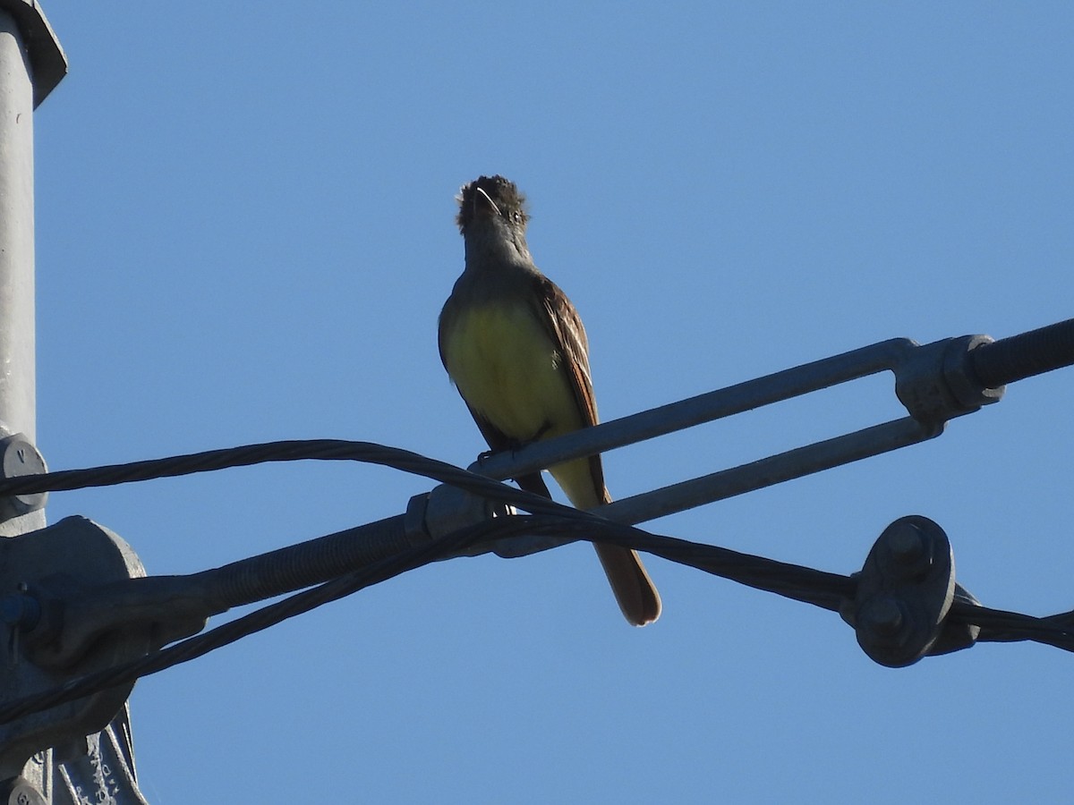 Great Crested Flycatcher - ML322505441