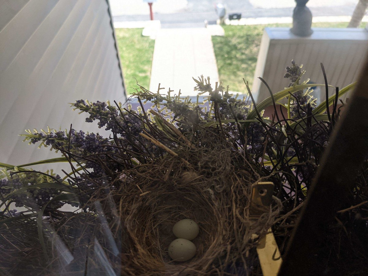 House Finch - ML322505531