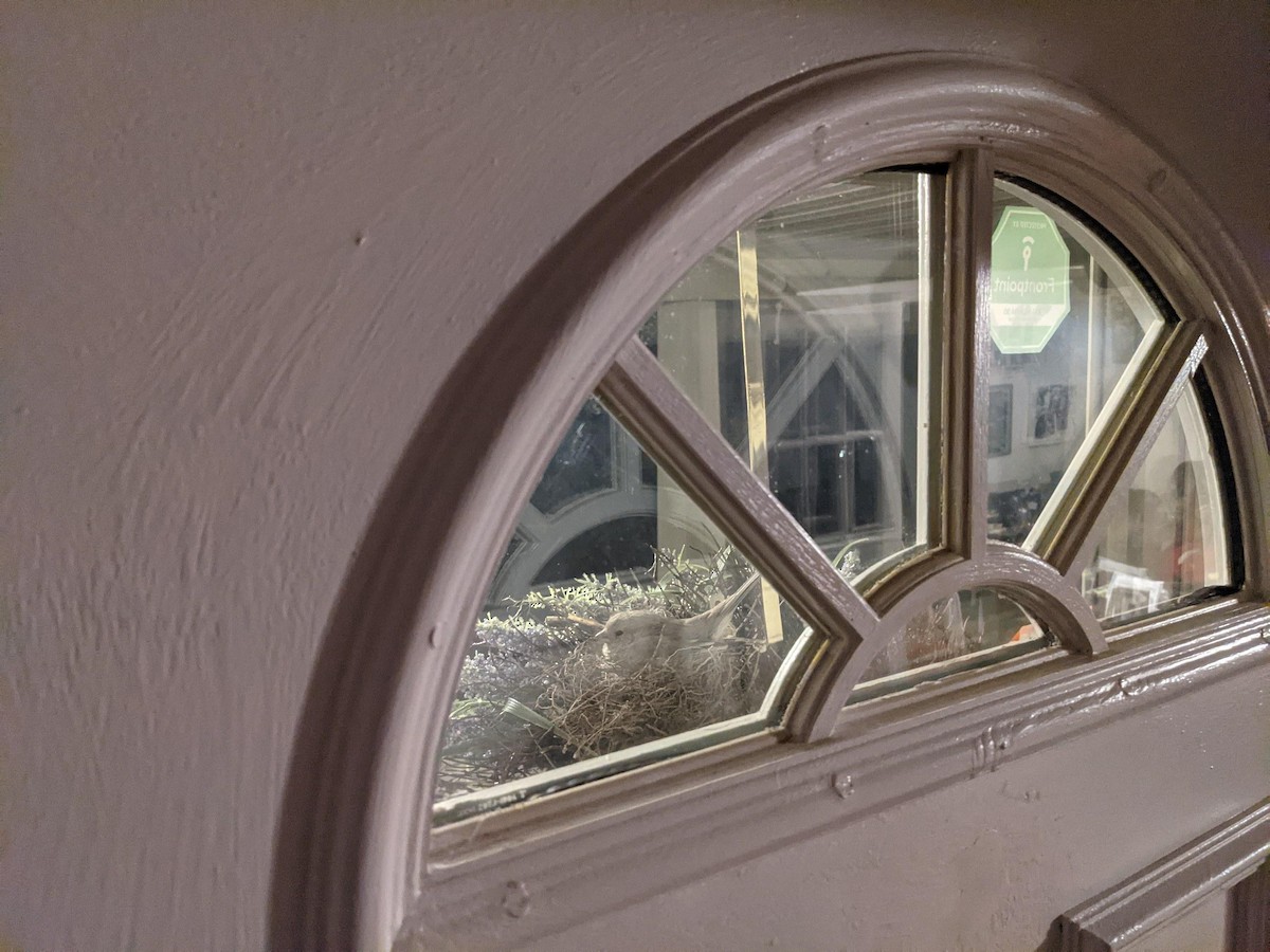 House Finch - ML322505541