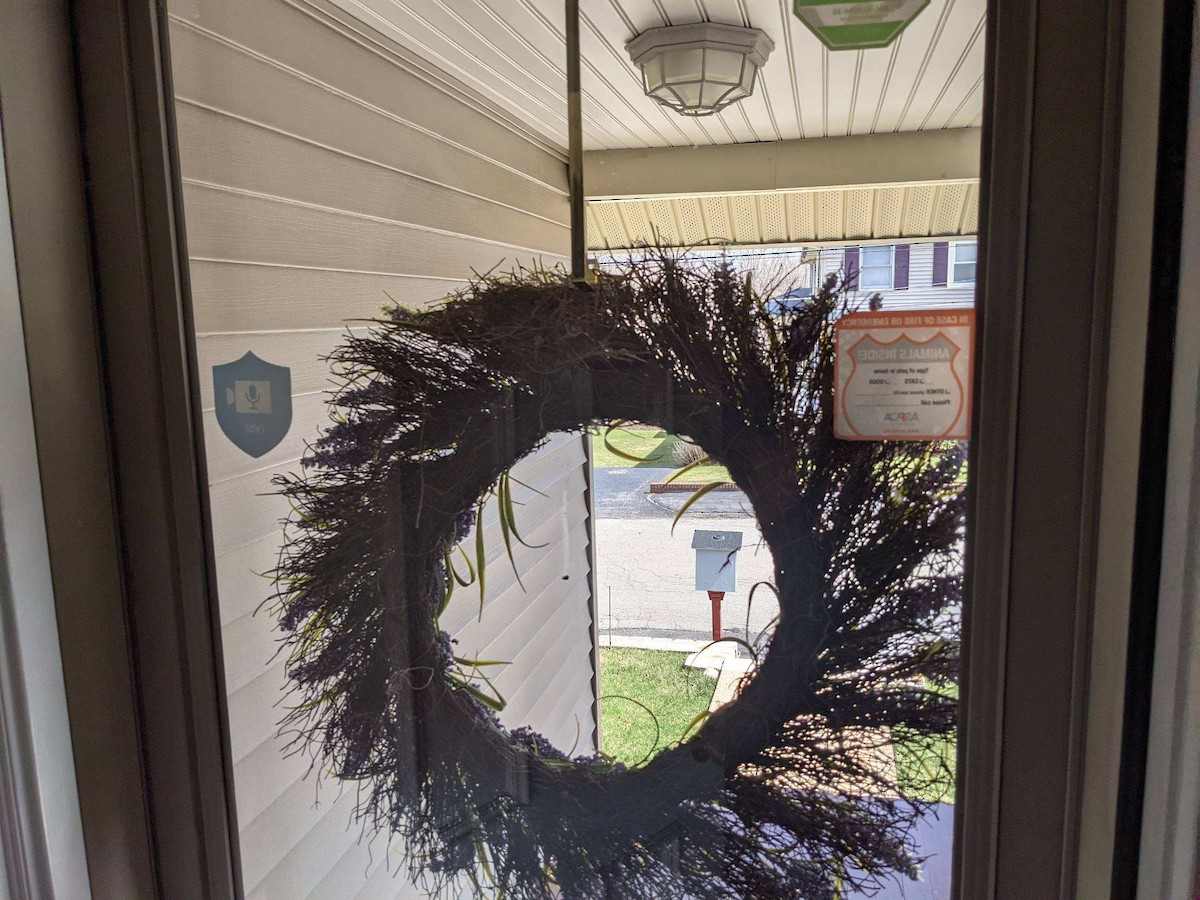 House Finch - ML322505551