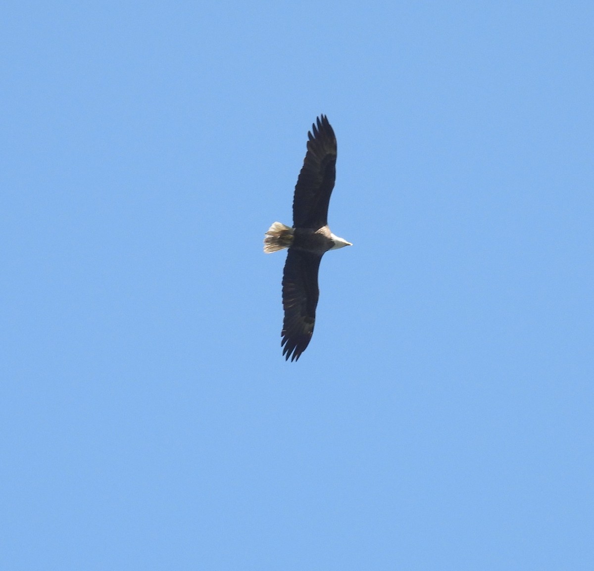 Weißkopf-Seeadler - ML322505911