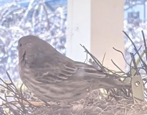 House Finch - ML322506621