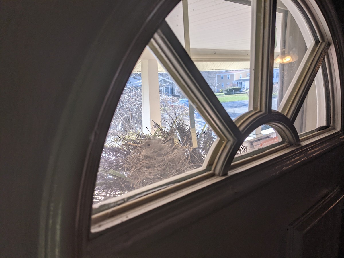 House Finch - ML322506681