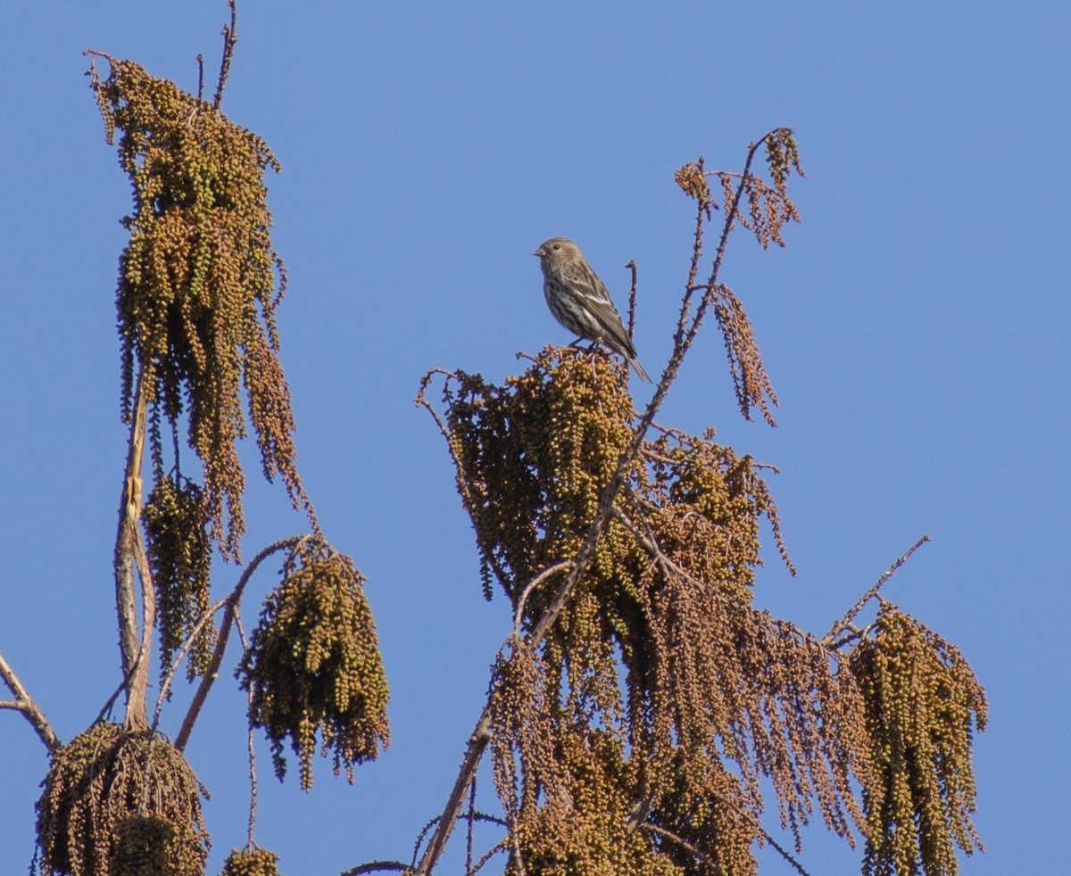 Pine Siskin - ML322506791