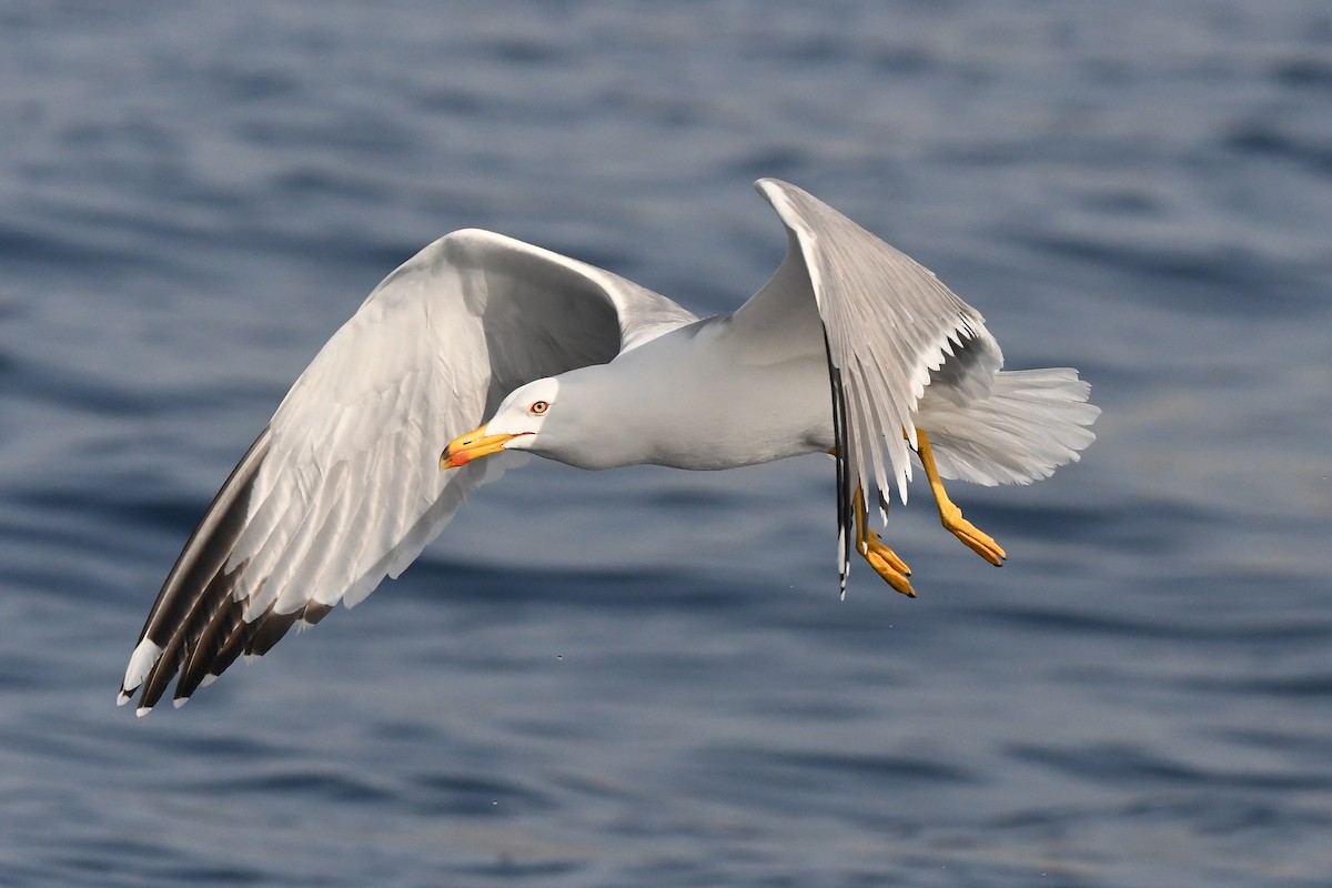 Yellow-legged Gull - Juan José  Bazan Hiraldo