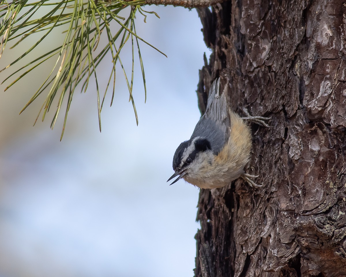 Red-breasted Nuthatch - ML322508771