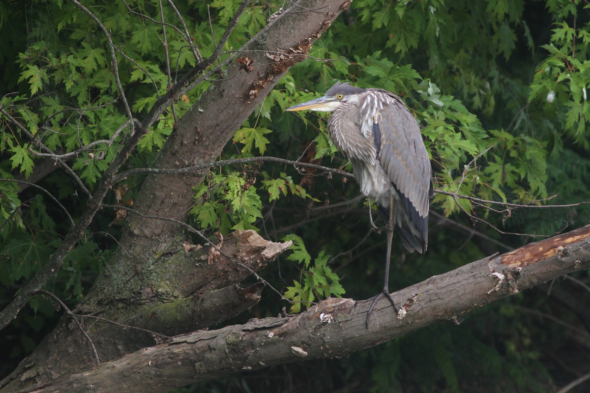 Great Blue Heron - ML32250941