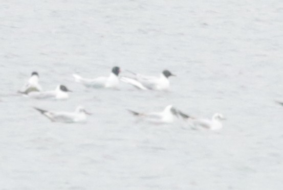 Gaviota Cabecinegra - ML322509671