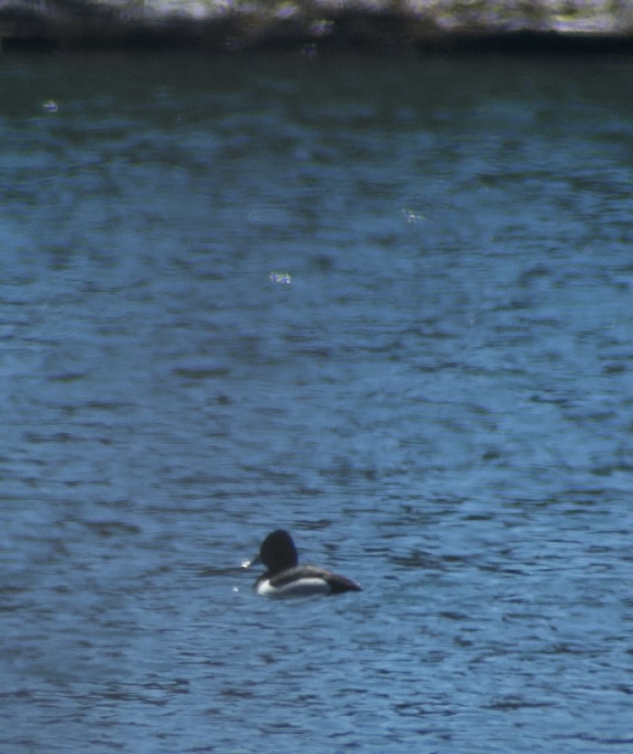 Ring-necked Duck - ML322509881