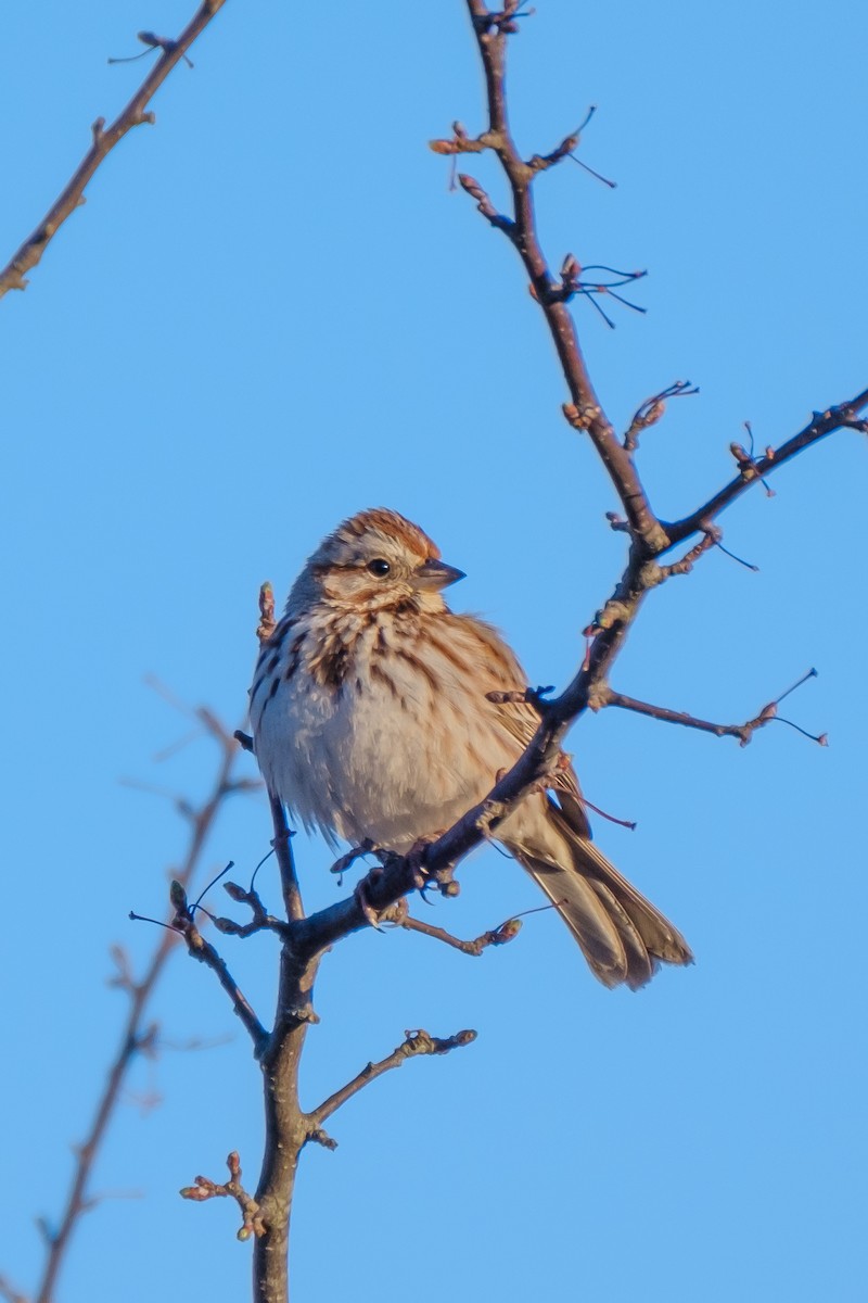 Song Sparrow - ML322517581