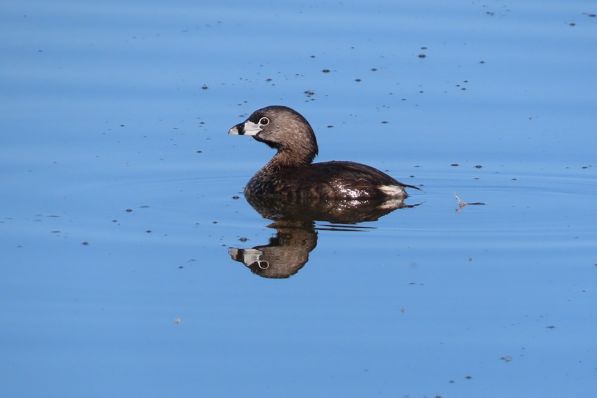 Pied-billed Grebe - Jim Moore