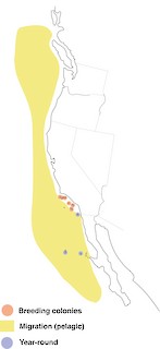 Figure 1. Distribution of Scripps's and Guadalupe murrelets. - Range Map