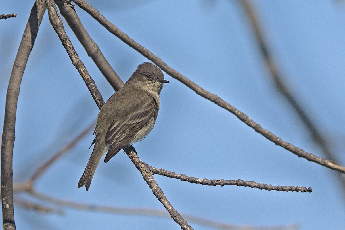 Eastern Phoebe - ML322523741